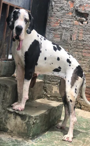 Dogue alemão 