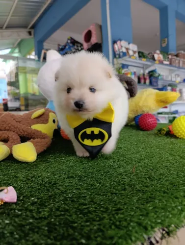 Spitz alemão fêmea uma fofura de 4 patas
