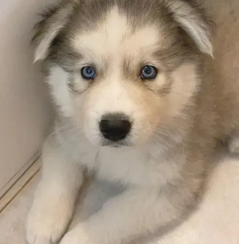 Husky Siberiano Afeto que se espalha sem pressa