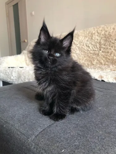 Maine Coon 