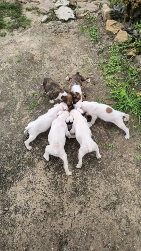 Filhotes de boxer puro