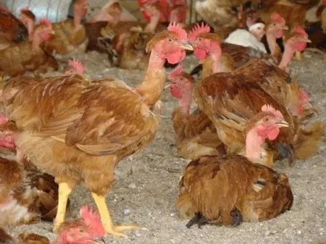 Vendo lote de 10 Frangas Label Rouge com 120 dias de vida