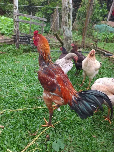 Ovos galados de índio