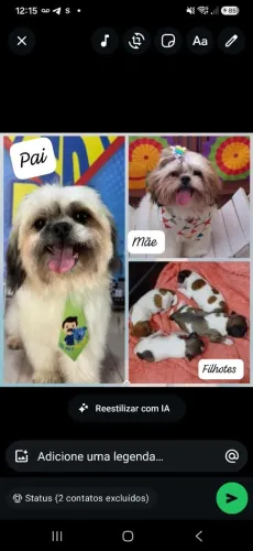 Filhote de shitzuu fêmea 