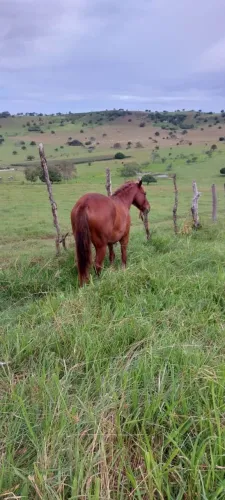 Arreios para cavalos