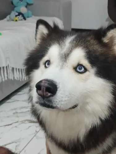 Husky siberiano - leia a descrição 