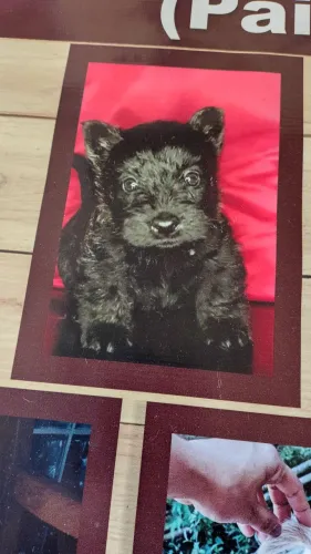 Terrier Escocês