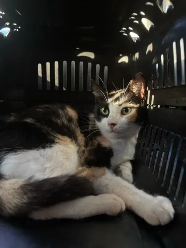 Gata tricolar castrada