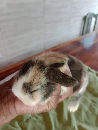 Filhote mini coelho Lop