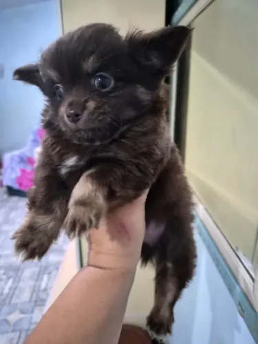 Filhote de chihuahua micro macho cor chocolate