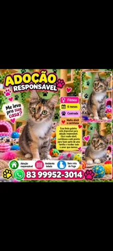 Adoção de linda gatinha carinhosa castrada.
