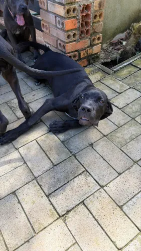 Vendo Cane Corso