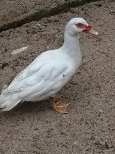 Pato