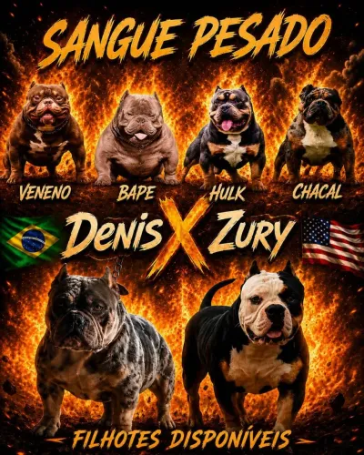 Filhotes de exótic bully
