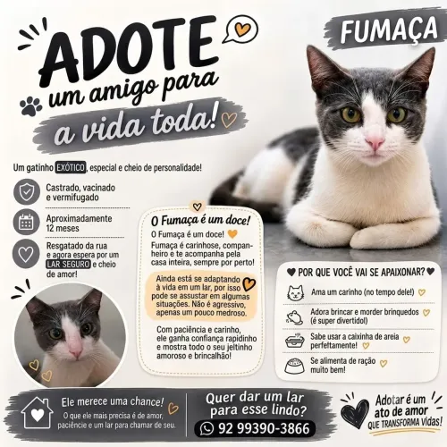 Adoção Gato macho castrado cinza com branco