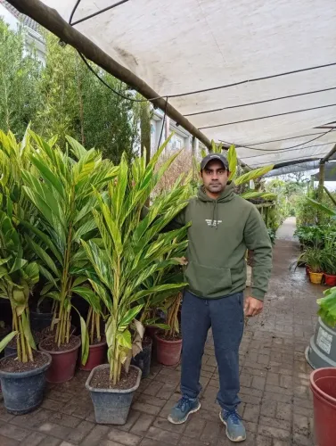 Alpinia Variegata adulta