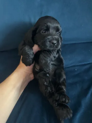 Filhote Cocker Spaniel 