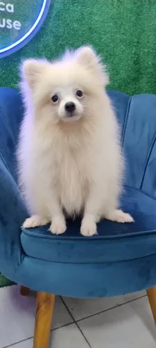 FILHOTE DE SPITZ ALEMÃO MACHO