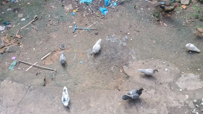 Galinhas  patos