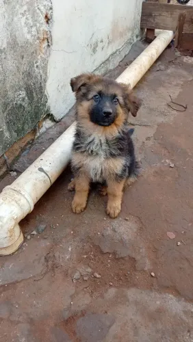 Vendo filhote de pastor alemão fêmea