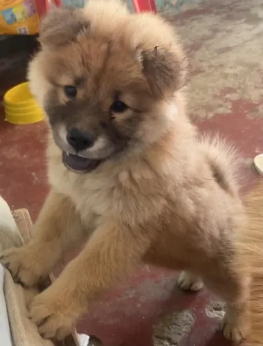 CHOW CHOW