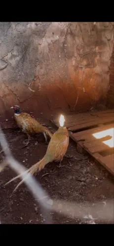 Galinhas 