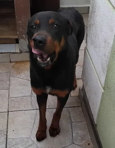 Adoção
