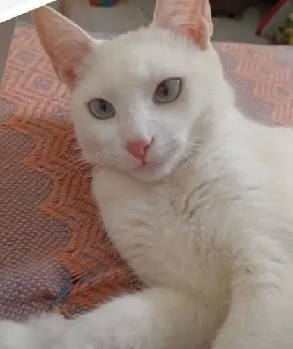 Estou doando essa gatinha