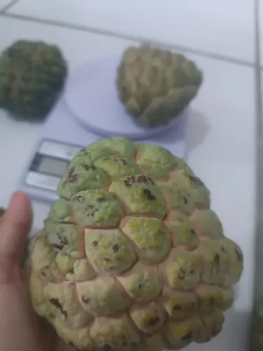 Pinha/ Ata / Fruta do conde