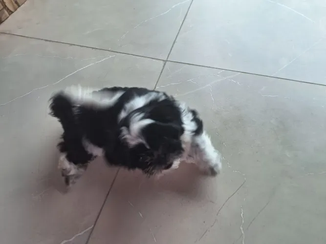 Linda Shihtzu Fêmea 900,00 