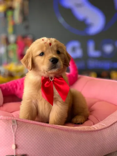 Filhote de Golden