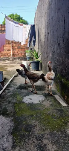 Aves