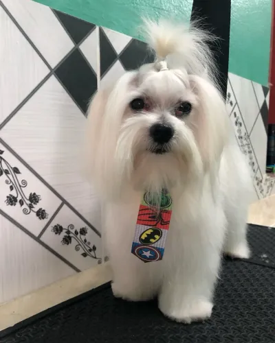 Tosa e banho
