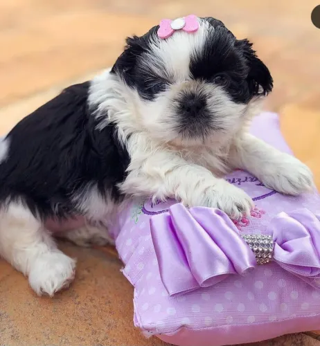 Shihtzu Femea Mini - R$1200 ou 10x 140 cartão