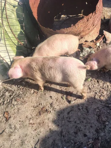 Vende se porco