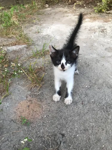 Gatinhos Filhotes para adoção responsável