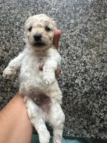Cachorro Poodle filhote,faz um mês dia 1 de nov