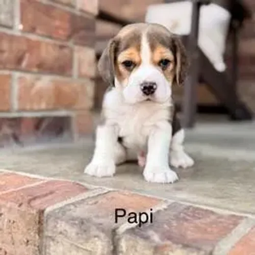Beagle,Beagle Filhote Estrutura Perfeita Disponível
