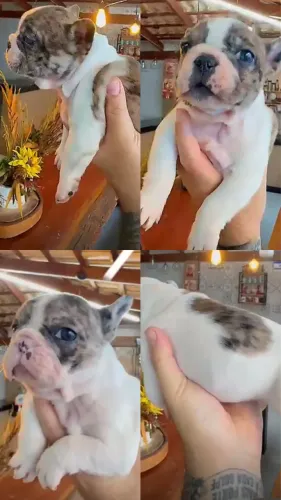 Bulldog francês 