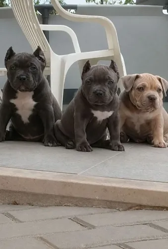 Filhotes de American bully