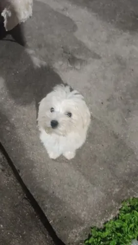 Cachorro poodle com maltês 
