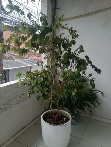 Pé de jabuticaba