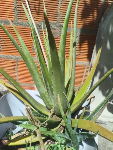 Planta Babosa