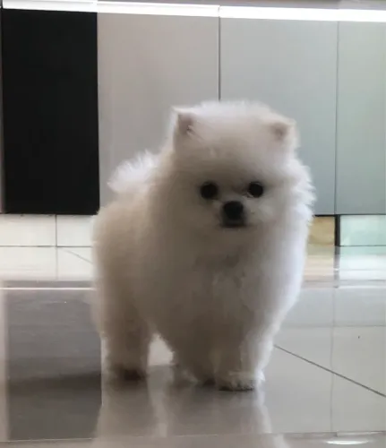 Lulu da pomerania filhote anão baby face 
