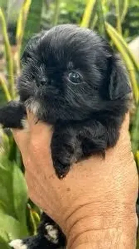 Shih tzu fêmea black! Perfeita 