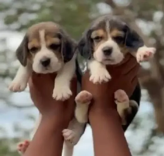 Beagle Mini Filhotes Tricolores Lindíssimos.