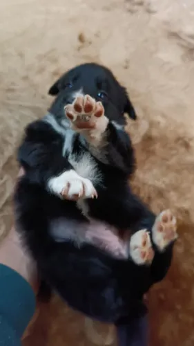Filhote de Border Collie