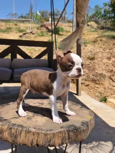 Boston Terrier Disponível