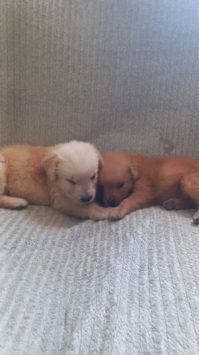 Filhote de Golden Retriever Disponível