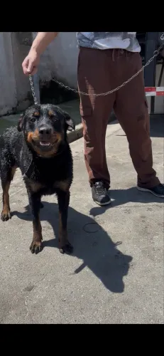 Rottweiler Fêmea Adulta próx cio